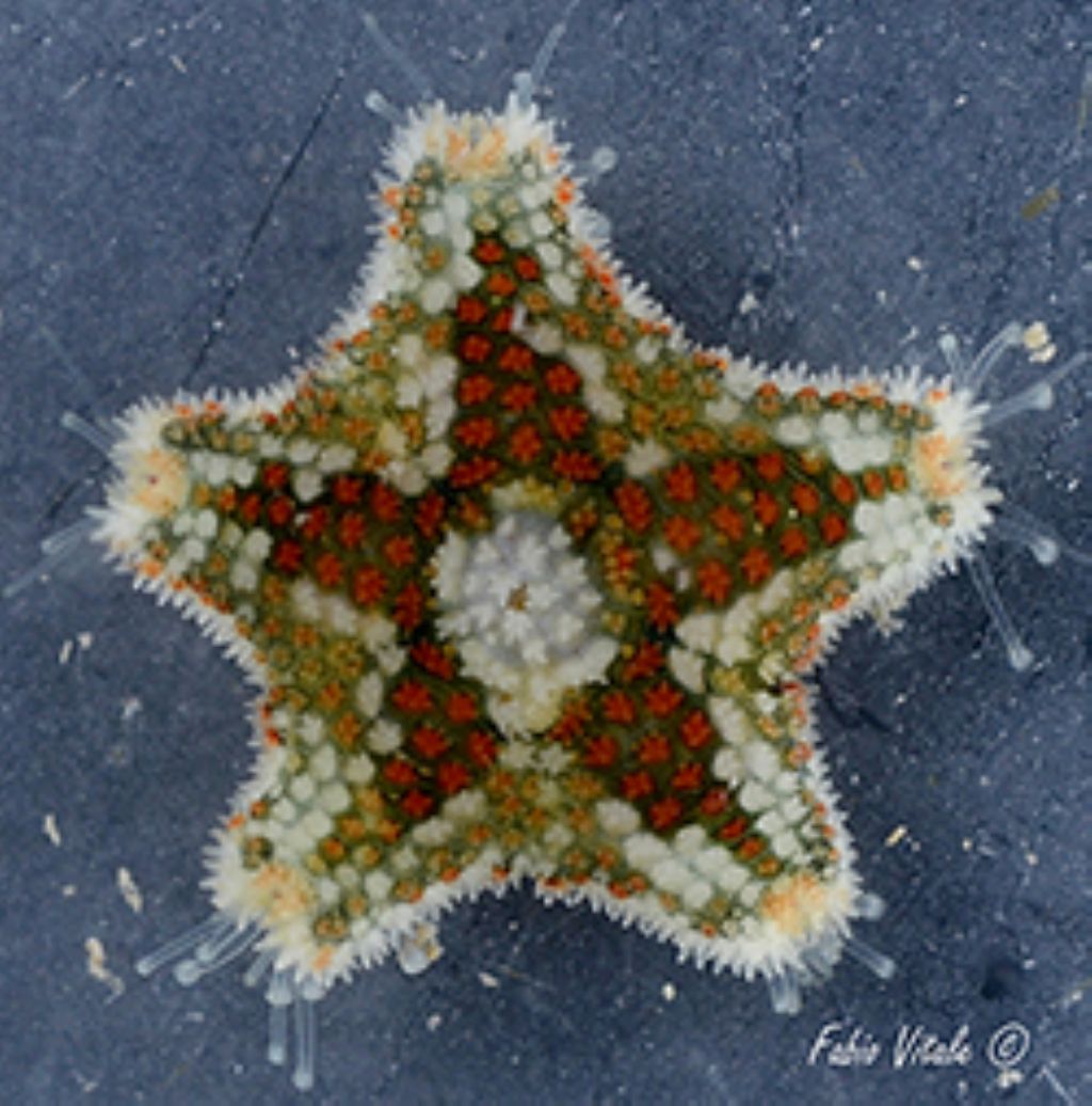 Asterina phylactica (dal versante ionico del Salento)